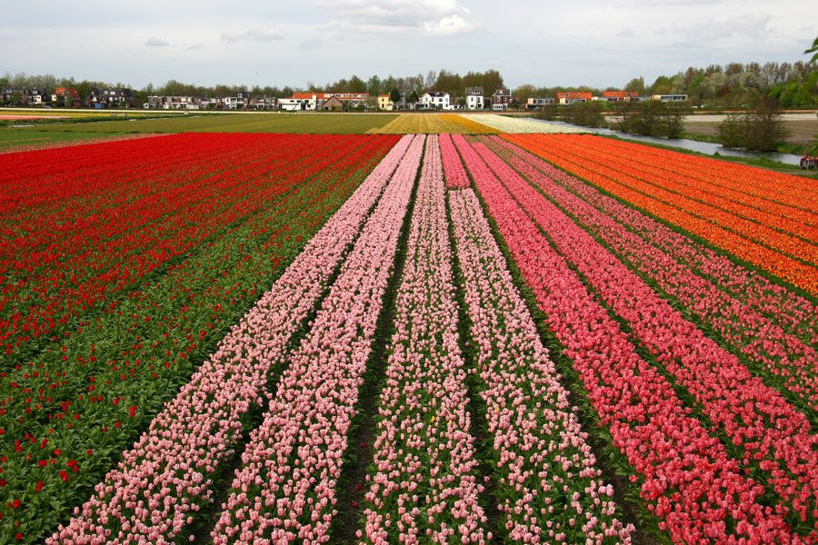 tulipani Olanda settentrionale