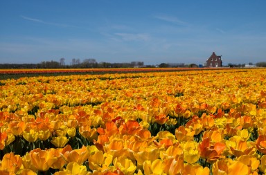 Holland spring