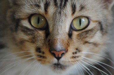 Gatti