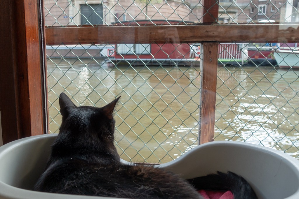 Poezenboot_gatti_gratis