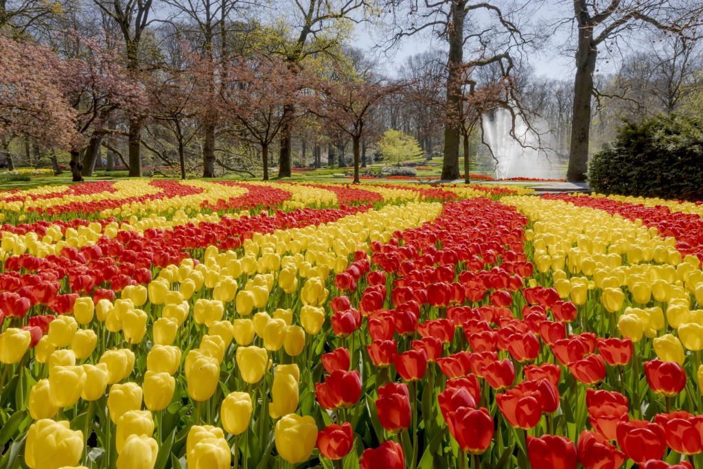 tulipani di keukenhof