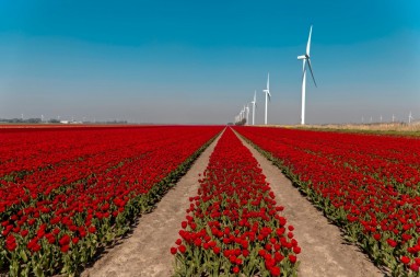 tulip field
