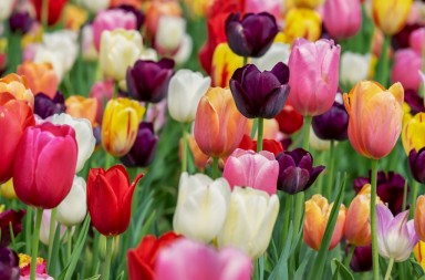 fiori tulipani