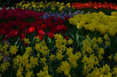 keukenhof_2022