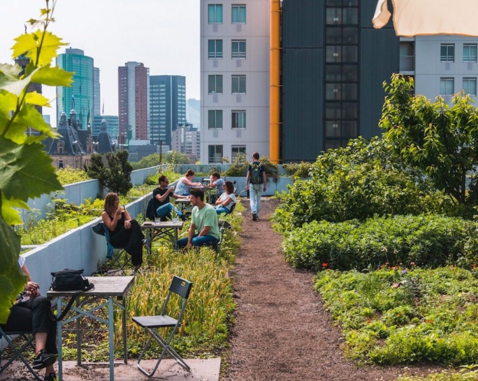 passeggiata sui tetti_rotterdam5